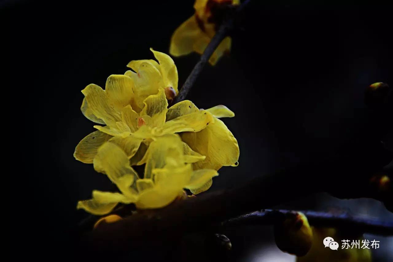 网师园里访腊梅：香密染成宫样黄……