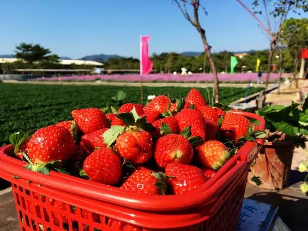 从东莞出发,不到两小时,就可以感受到靓爆灯的童话世界！
