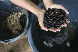 一杯1500元的黑象牙咖啡大象便便中的咖啡豆冲出的咖啡