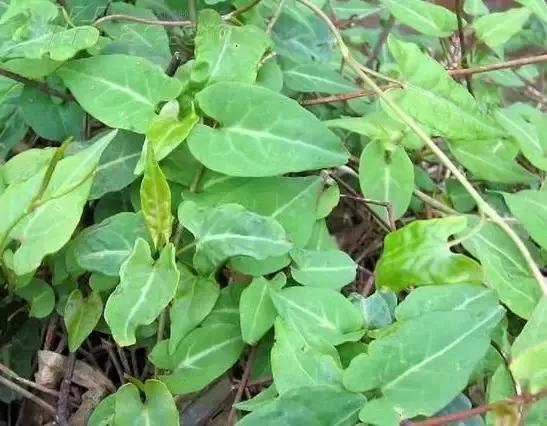 云南人再贵也要吃野生菌,云南人吃过最奢侈的一道菜