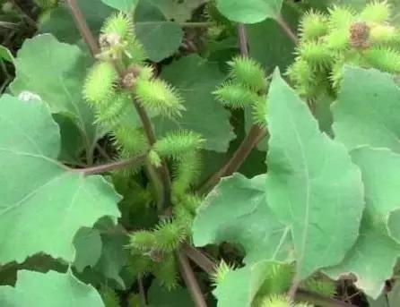 云南人再贵也要吃野生菌,云南人吃过最奢侈的一道菜