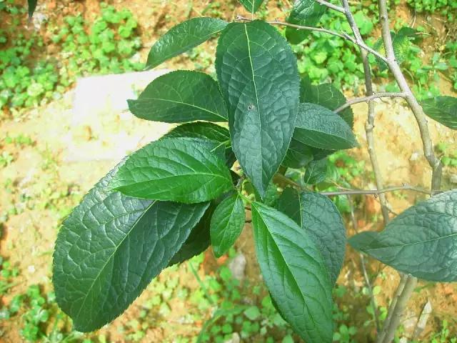 云南人再贵也要吃野生菌,云南人吃过最奢侈的一道菜