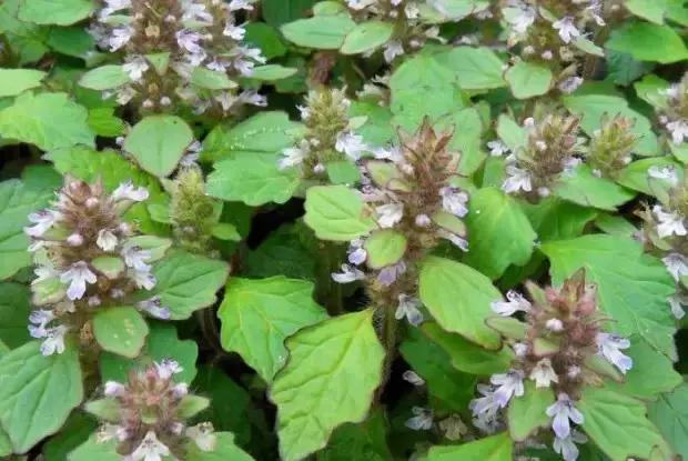 云南人再贵也要吃野生菌,云南人吃过最奢侈的一道菜