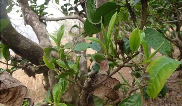 临沧性价比最高的普洱茶山,临沧茶区主要知名茶山