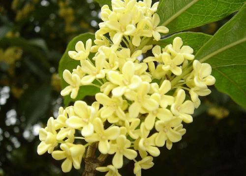 课外知识大扩展之——中国市花大全！