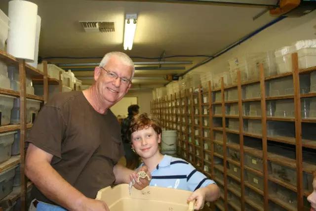 豹纹守宫的品种大全,豹纹守宫好养品种