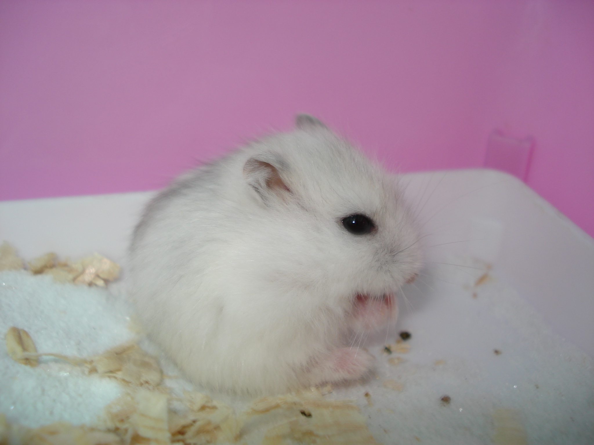 不小心把仓鼠害死了,小仓鼠吃什么对身体好