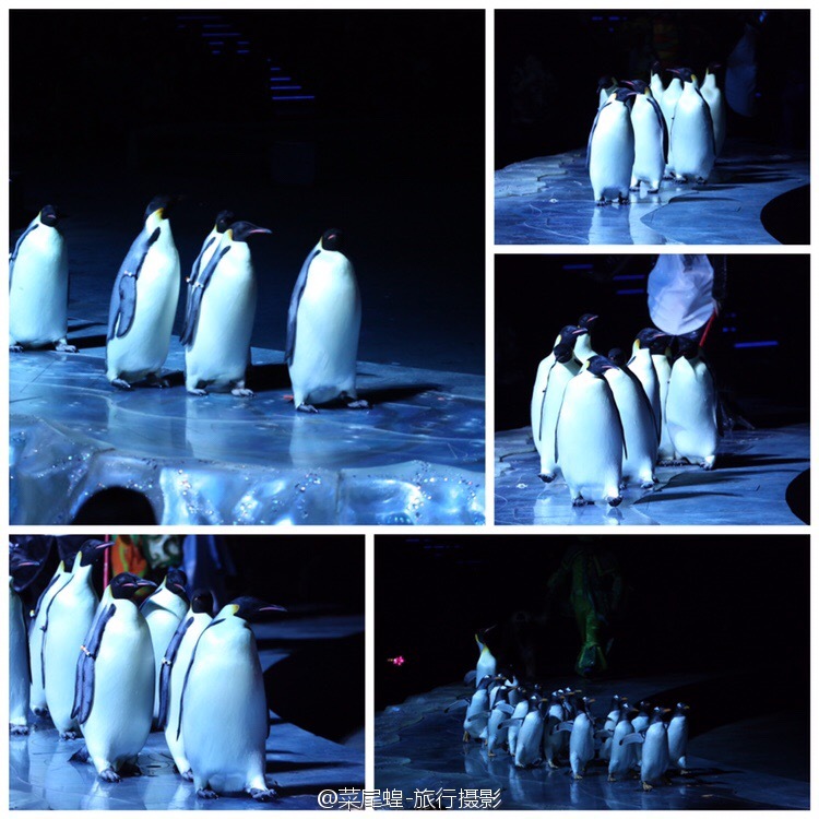 珠海长隆大马戏最佳观看位置,珠海长隆大马戏和长隆秀一样么