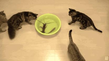 猫咪和小龙虾,猫和小龙虾之间的对决