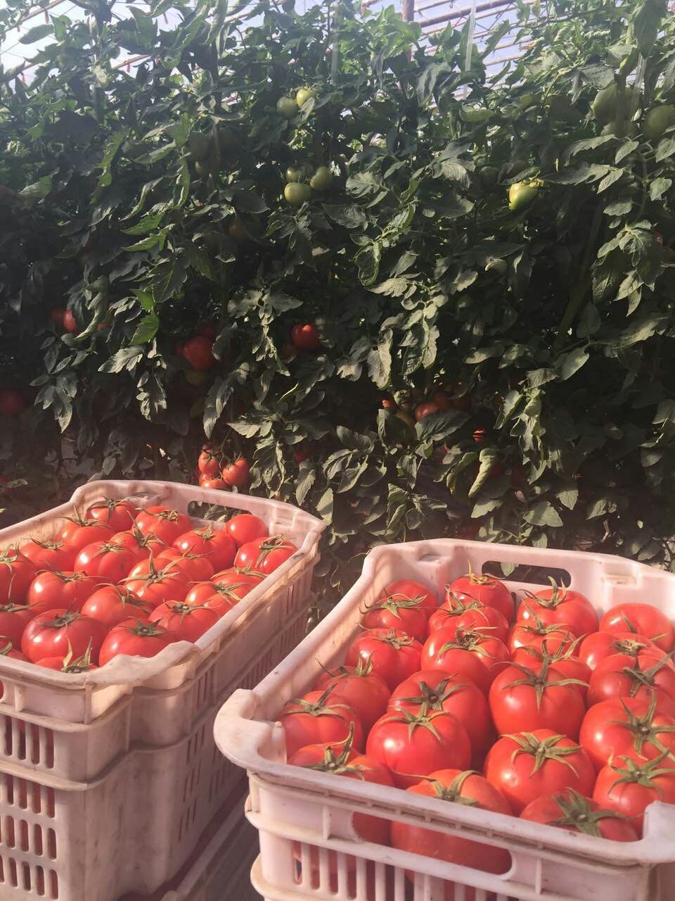 走吗约起之——外滩风尚西餐咖啡。各位您约了吗？我在太原尖草坪