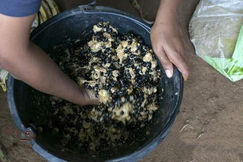 一杯1500元的黑象牙咖啡大象便便中的咖啡豆冲出的咖啡