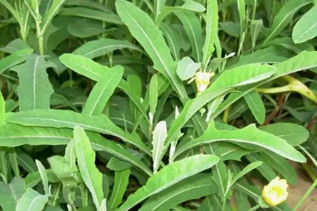 云南人再贵也要吃野生菌,云南人吃过最奢侈的一道菜