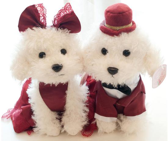 不吃狗粮的养泰迪狗基础知识,泰迪狗狗怎么养才能吃狗粮