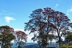 哥斯达黎加有哪些红色的花,哥斯达黎加月季花