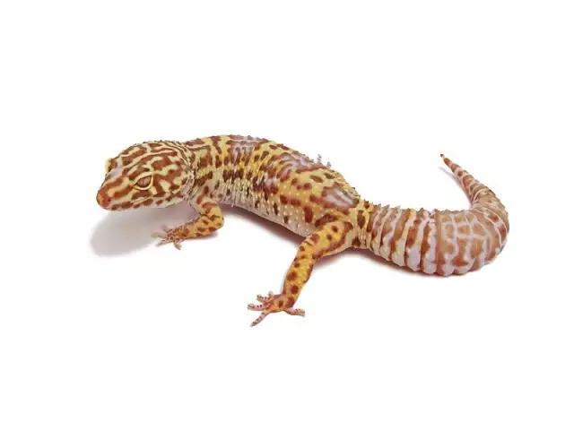 豹纹守宫的品种大全,豹纹守宫好养品种