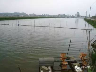 虾海鱼如何混养,海水鱼虾混养最佳模式