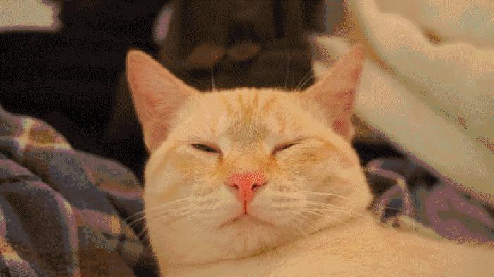 猫咪的几种常见坐姿,猫主子的各种睡姿