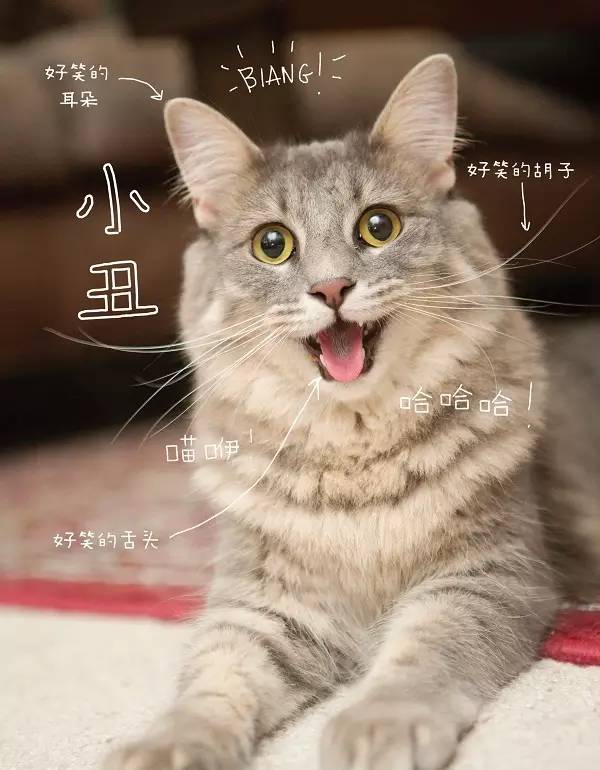 猫咪的几种常见坐姿,猫主子的各种睡姿