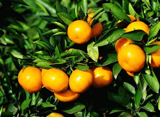 上海最适合逛吃的地方,上海好吃好玩的古镇