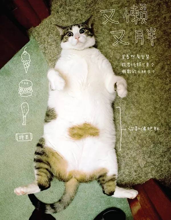 猫咪的几种常见坐姿,猫主子的各种睡姿