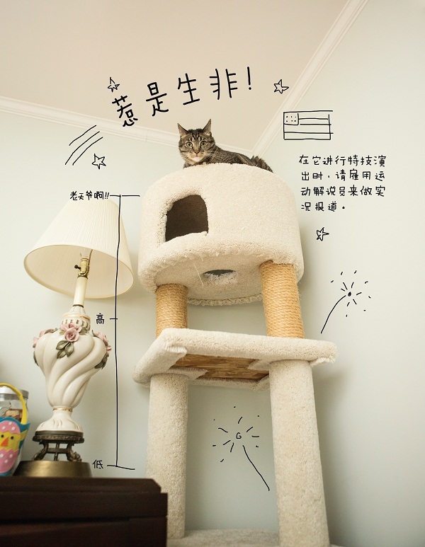 猫咪的几种常见坐姿,猫主子的各种睡姿