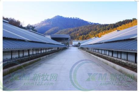 现代化养猪一人能管理多少头猪,大型养猪场一人可以养多少头猪