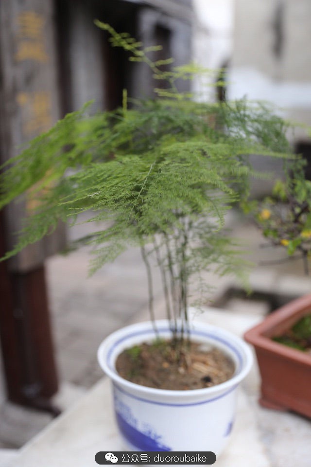 古镇寻肉记：那些旅行中遇见的植物！