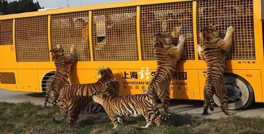 上海一日游必去的4个景点,上海必游的十大免费景点推荐一下