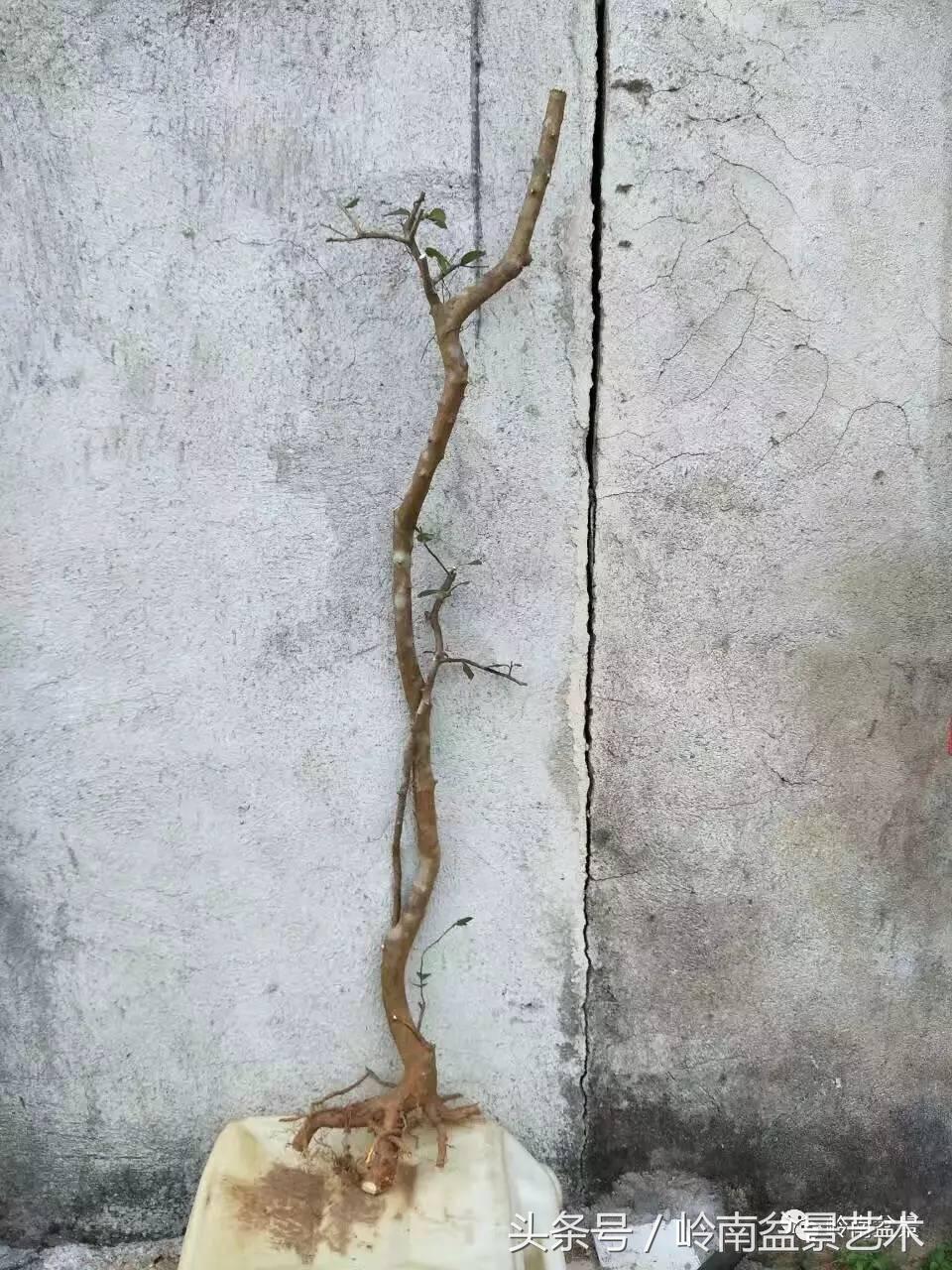 请厚爱你的野生树桩