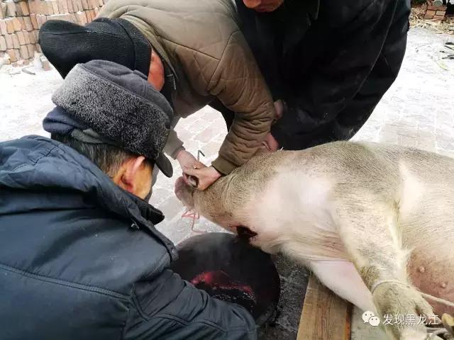 现场实拍农村一家人杀年猪全过程,东北农村真实生活杀年猪