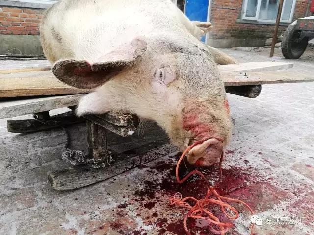 现场实拍农村一家人杀年猪全过程,东北农村真实生活杀年猪