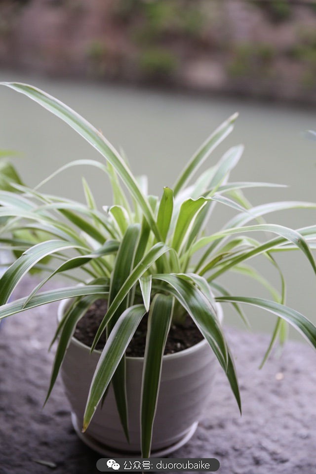 古镇寻肉记：那些旅行中遇见的植物！