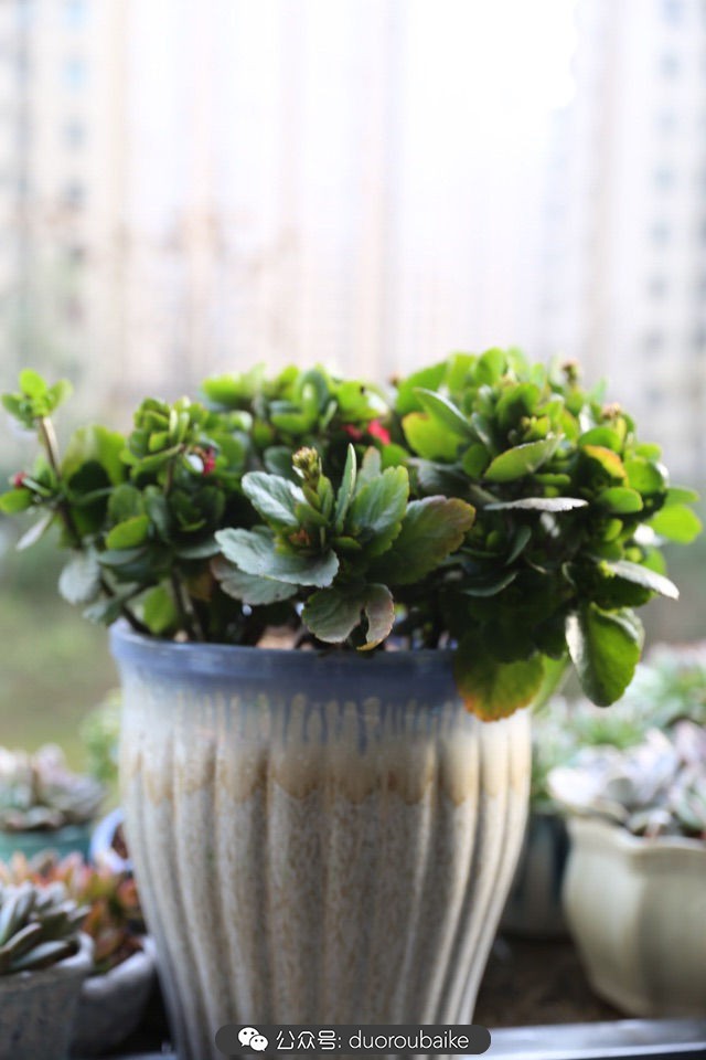 古镇寻肉记：那些旅行中遇见的植物！