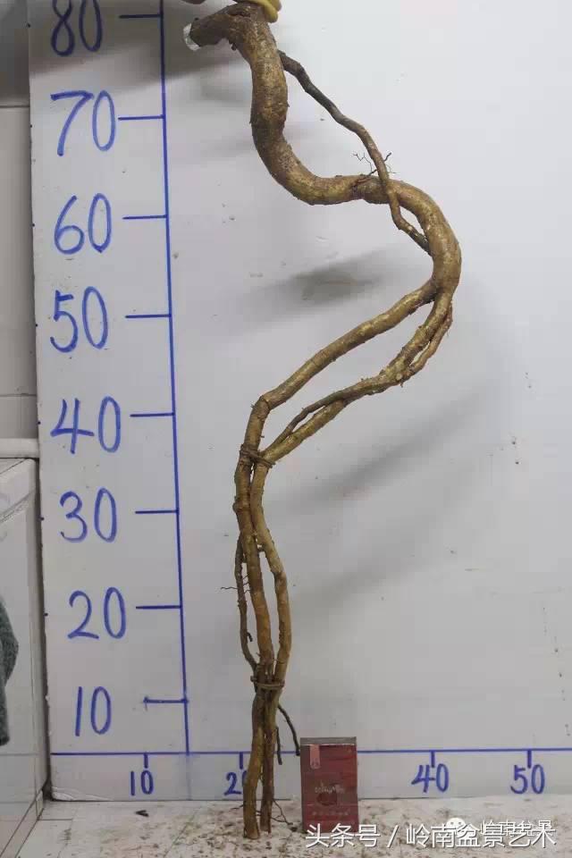 请厚爱你的野生树桩