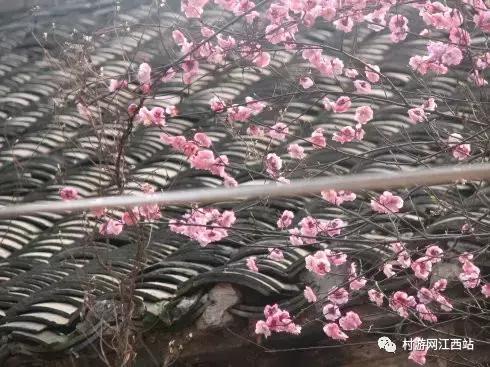 青岛冬季赏梅花的好去处,冬季梅花旅游攻略