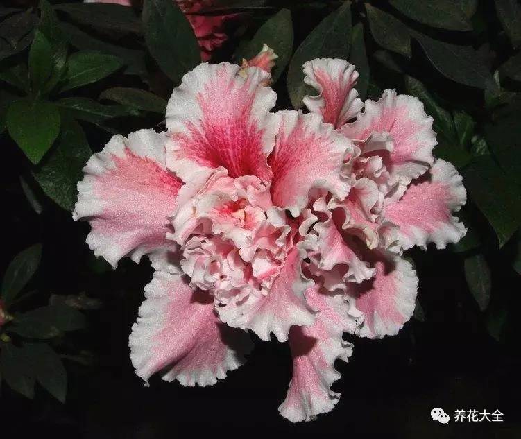 最美大杜鹃花图片,中国最美天然杜鹃花