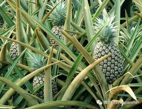 生物分类方法和技巧,最全生物分类