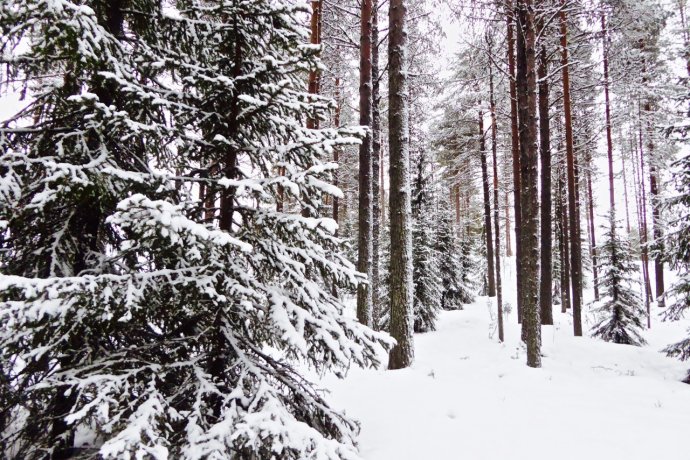 雪地桑拿和裸奔，北极光啊我等到花儿也谢了