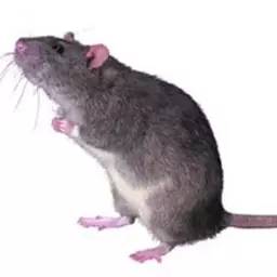 牙，尾牙的牙[汉字之美]“年终系列”