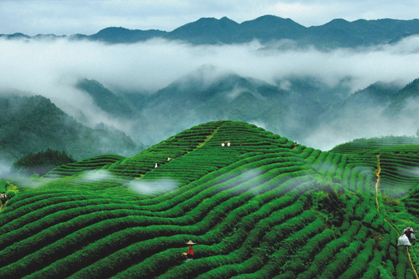 三高送什么茶叶好,三高常年喝什么茶叶最佳