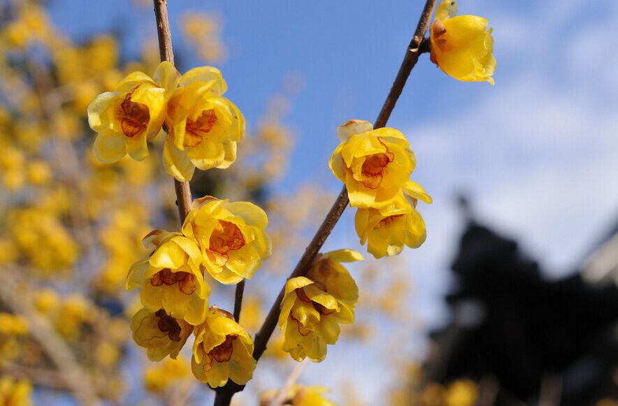 春节郑州旅游3-4天攻略最佳线路,春节郑州两日游攻略