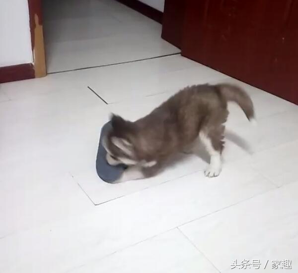 二哈纯不纯鉴定视频,二哈纯不不纯主要看眼神