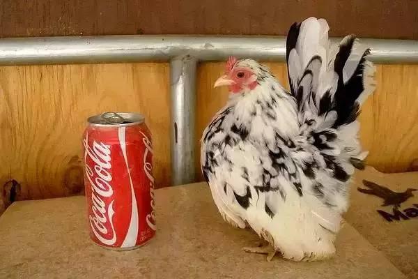 云南十大漂亮的鸡,云南第一生态鸡