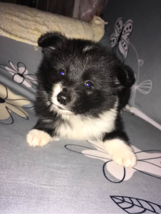 美女花1万多买中亚牧羊犬,妹子花1万多买的狗跑丢