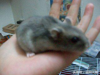 仓鼠幼鼠怎么训练上手,仓鼠应该怎样训练上手