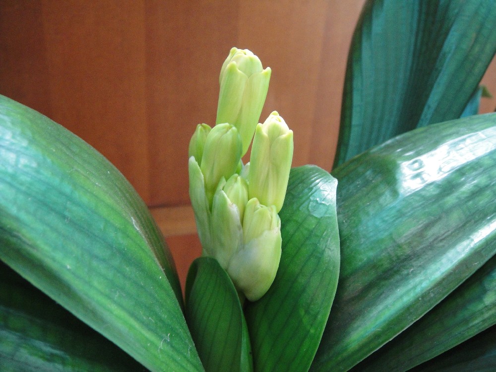 养了几年的君子兰终于要开花了,养了三年的君子兰终于要开花了