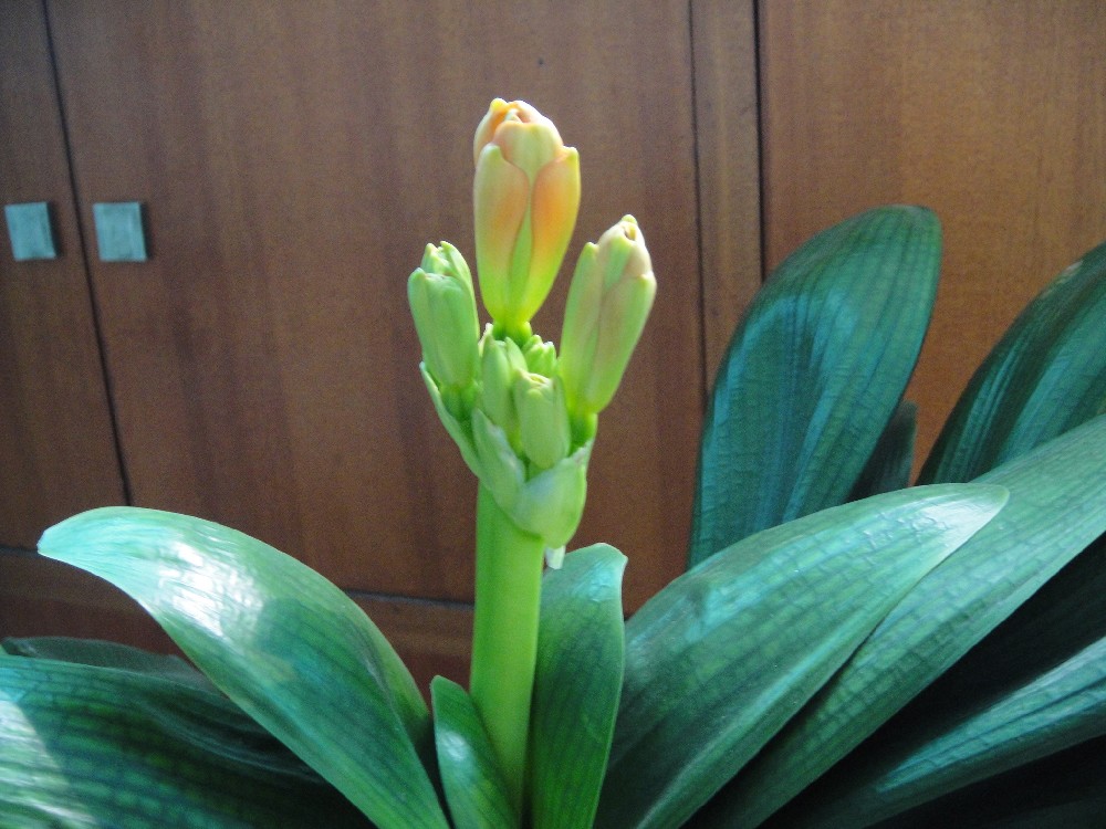 养了几年的君子兰终于要开花了,养了三年的君子兰终于要开花了