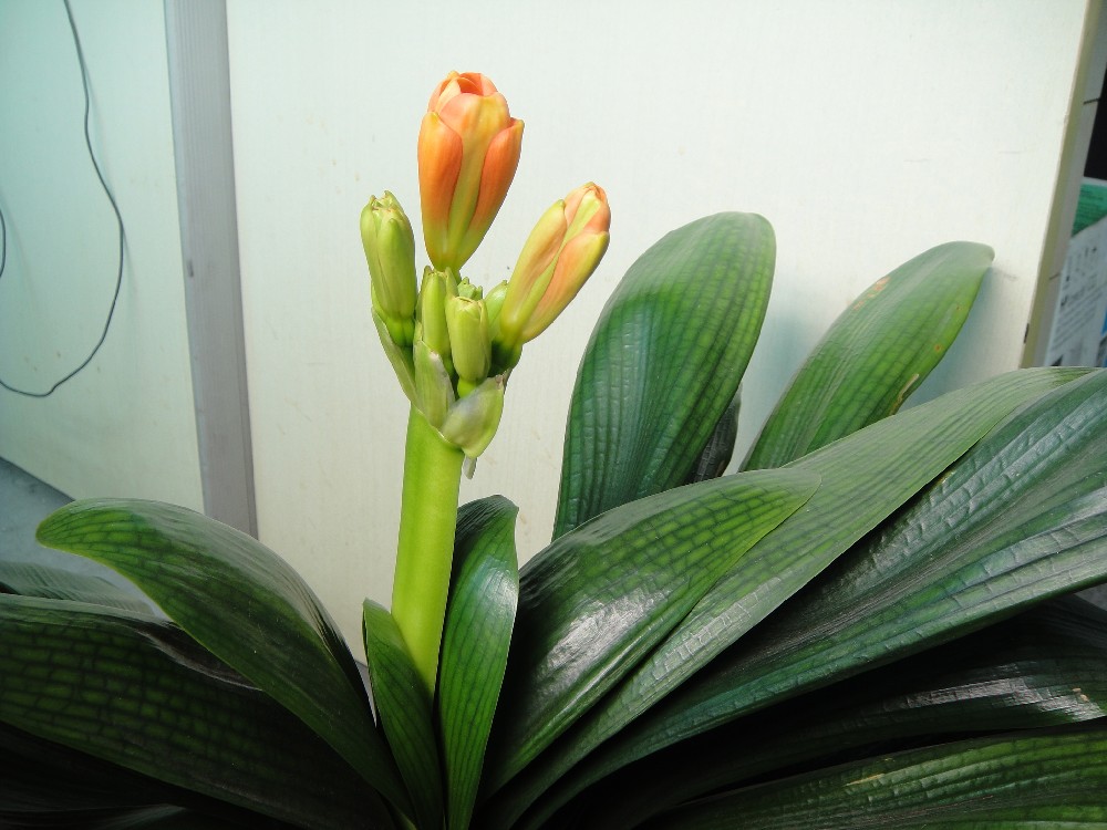 养了几年的君子兰终于要开花了,养了三年的君子兰终于要开花了