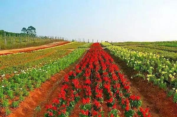 清远最美的花海在什么景点,广东清远花海风景