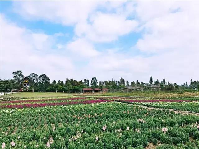 就在今日，百万鲜花盛放！南海这个“花花世界”等你来赏！